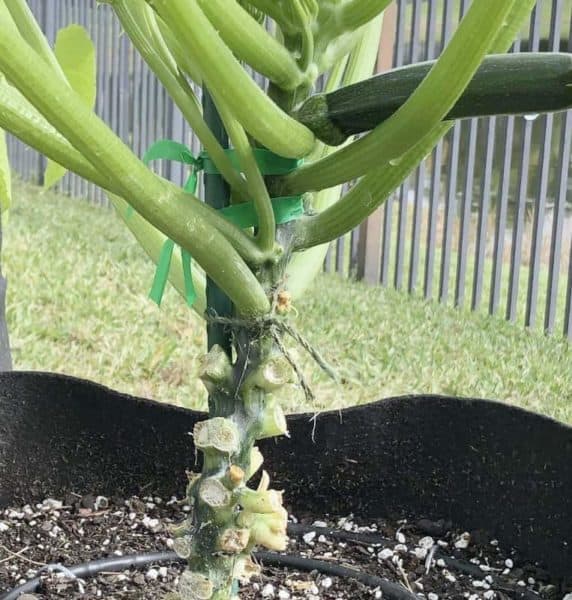 How to Stake Zucchini Simple and cost effective method Bountiful Gardener