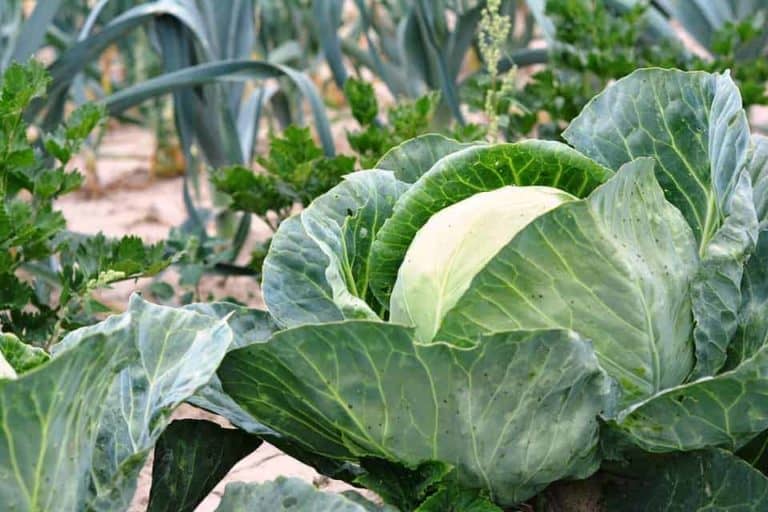 Does Cabbage Grow in Sandy Soil? The Best Soils for Cabbage The