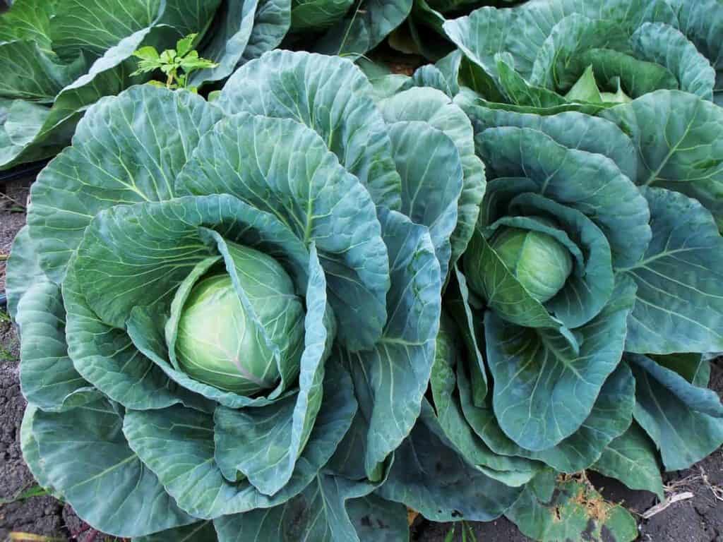 Does Cabbage Grow in Sandy Soil? The Best Soils for Cabbage
