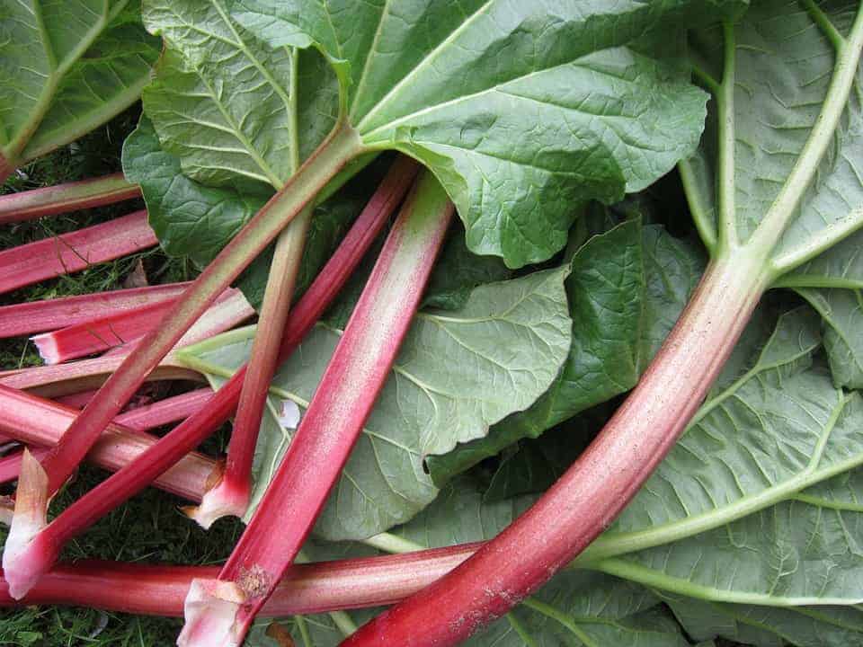 4 Reasons Why Your Rhubarb Is Thin and Spindly Rhubarb Care The