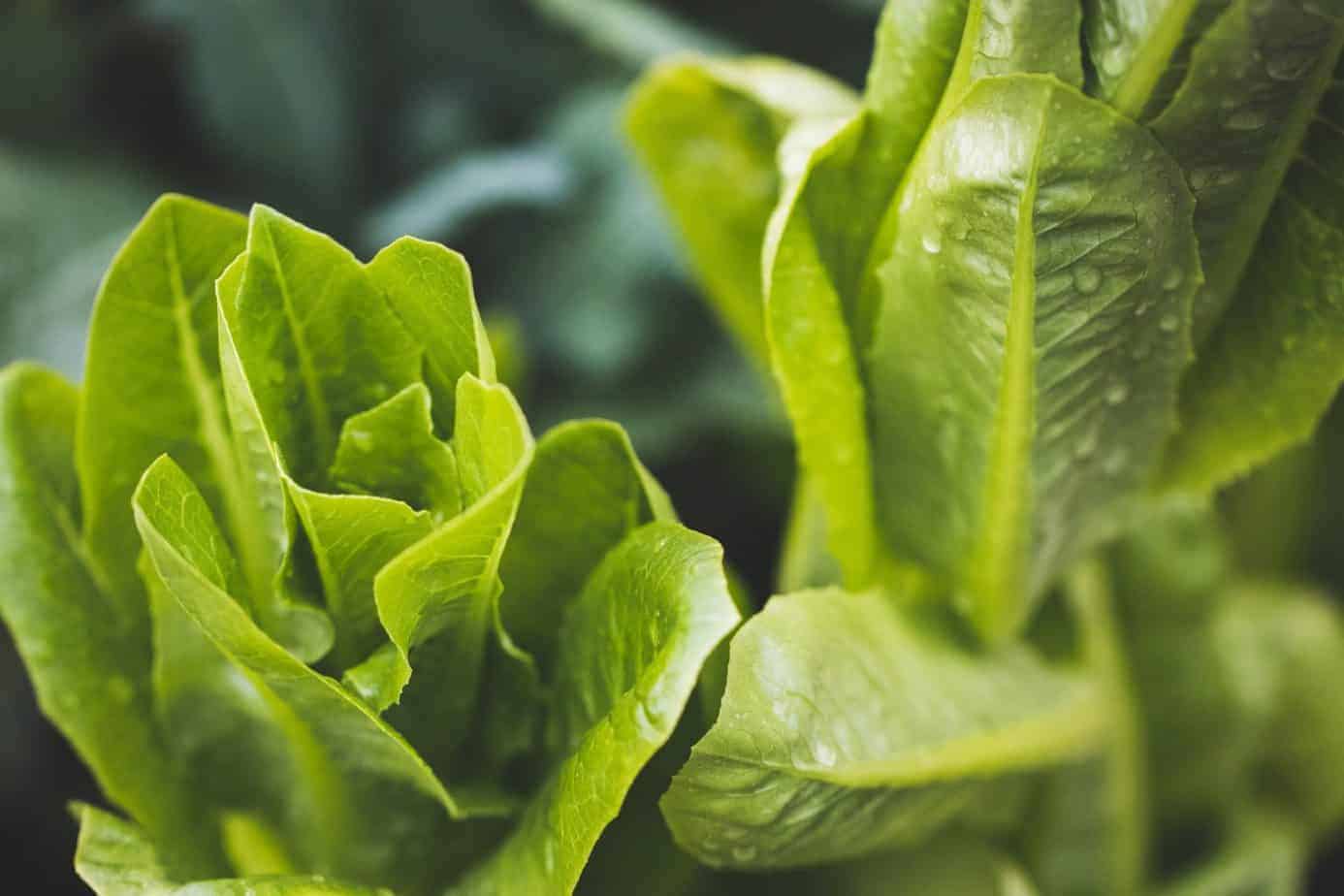 Parris Island Cos Romaine Lettuce Overview and Growing Guide The