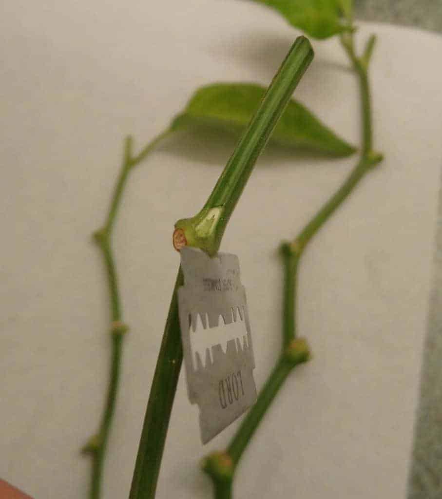 Why (and How) to Start Growing Chili Peppers from Cuttings The