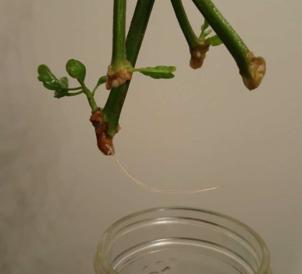 Why (and How) to Start Growing Chili Peppers from Cuttings The