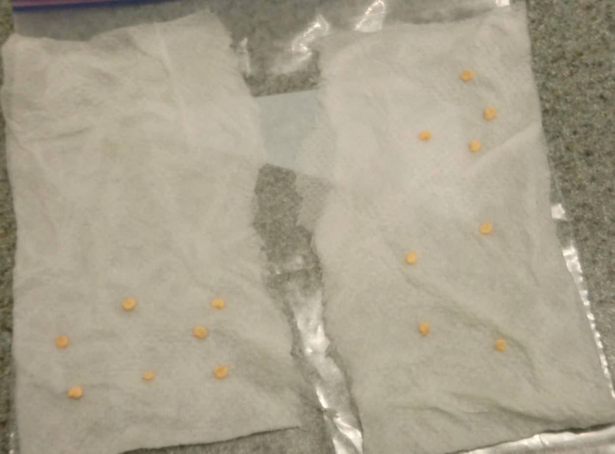 Germinating Pepper Seeds Easily (3 Methods With Pictures) Bountiful