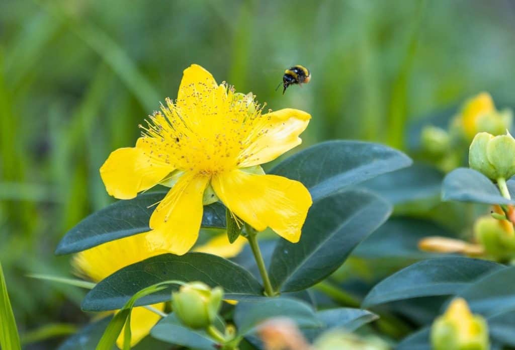 Growing St. John’s Wort in Containers (Easy Tips and Guide) Bountiful