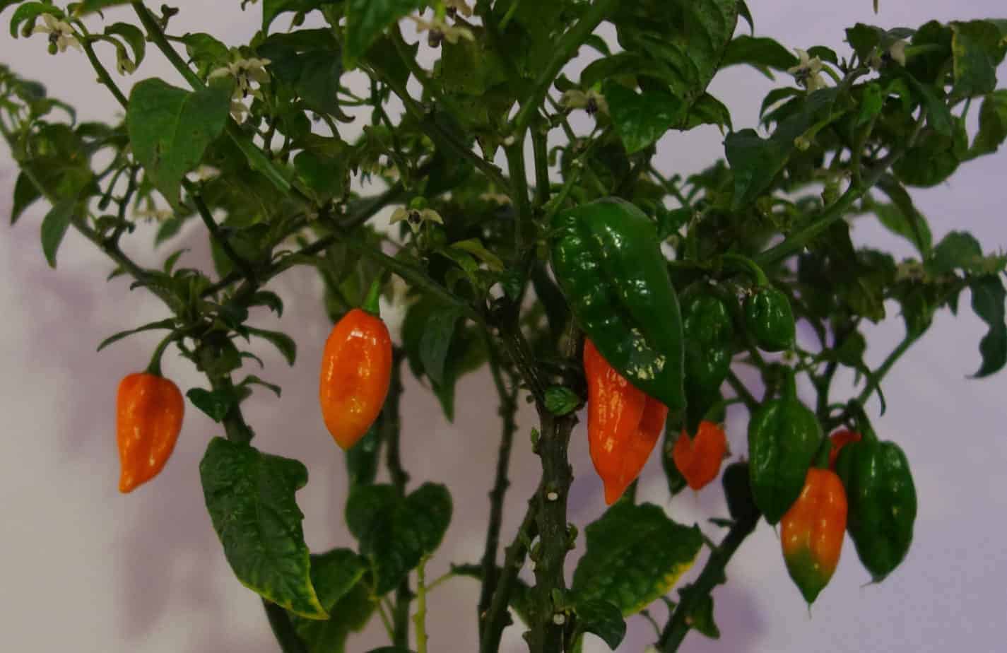 Can You Grow Hot Peppers Indoors? (Easy Guide and Tips) The Bountiful