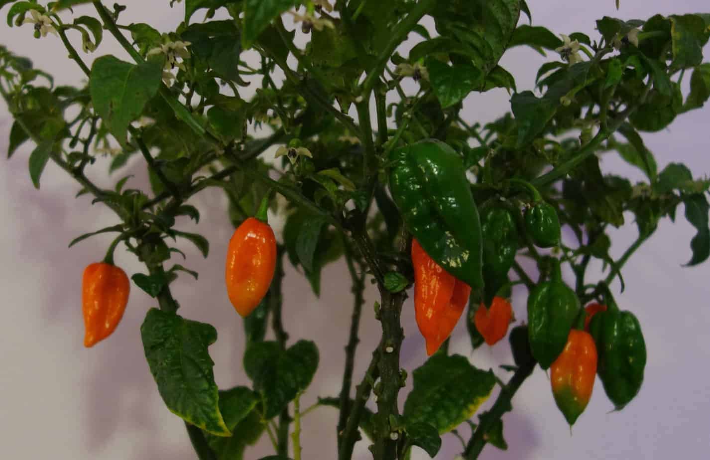 Can You Grow Hot Peppers Indoors? (Easy Guide and Tips) The Bountiful