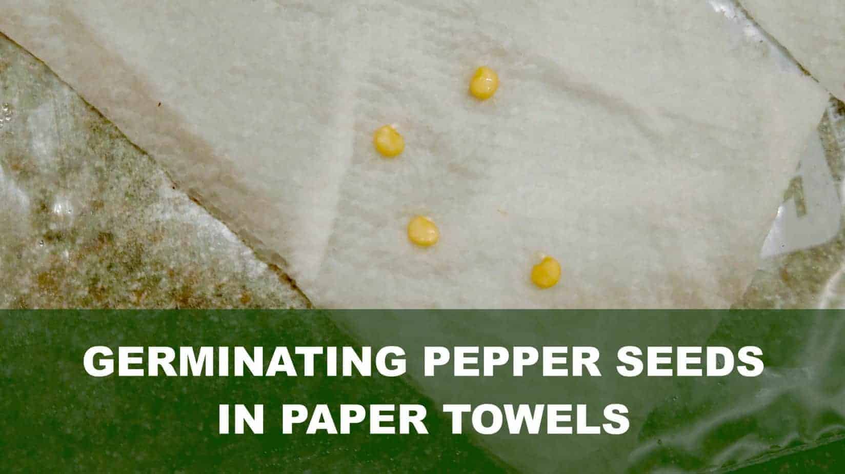 Germinating Pepper Seeds Easily (3 Methods With Pictures) The Bountiful Gardener