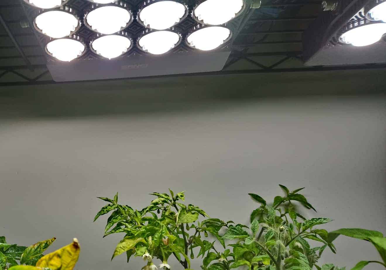 Do You Need Grow Lights Before Germination? | Germination Tips