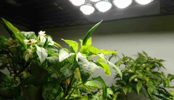 Growing Chillies Under Lights Indoor Pepper Plant Guide Bountiful Gardener