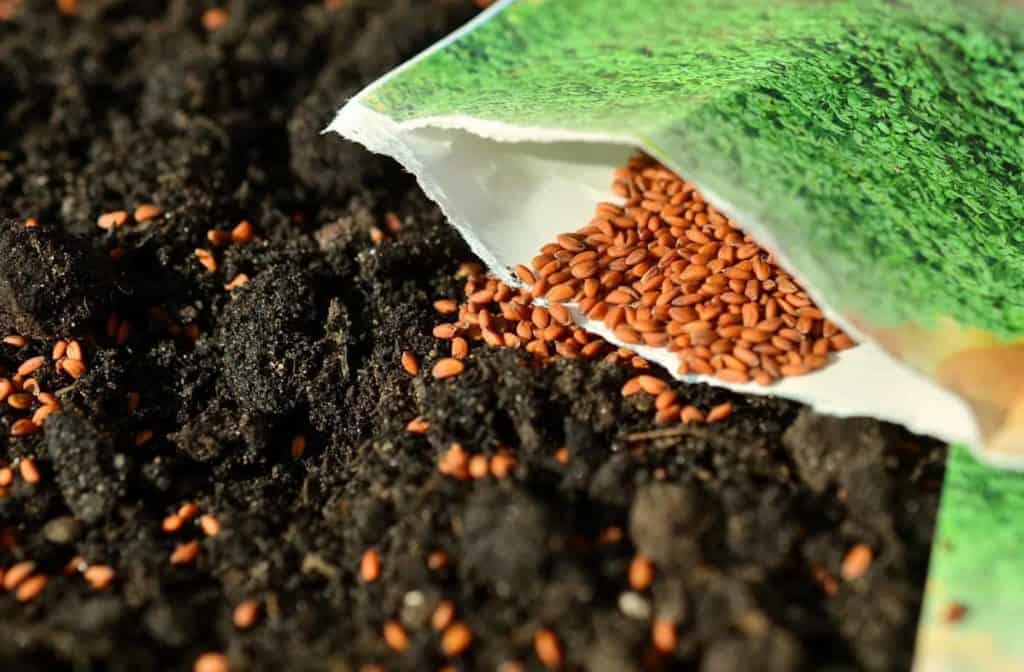 Do Seeds Need Fertilizer to Germinate? Germination Tips The