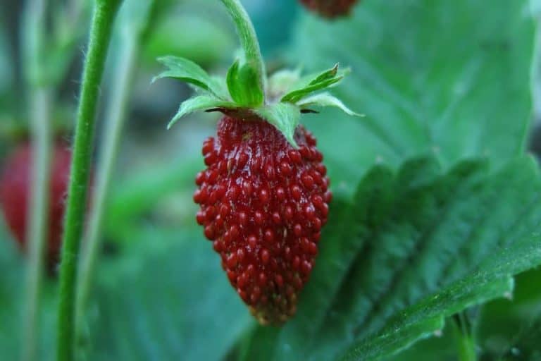5 Best Strawberry Varieties for Containers (& Where to Get ‘Em