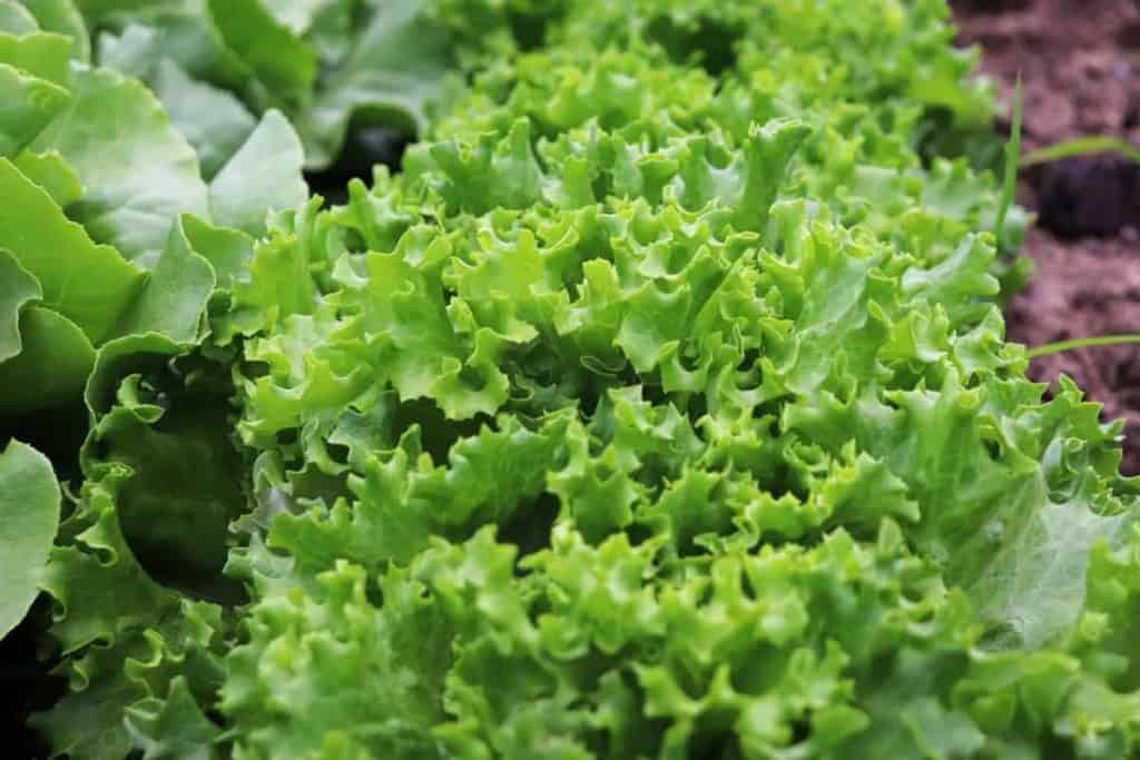 9 Best Lettuce Varieties for Hydroponics Bountiful Gardener