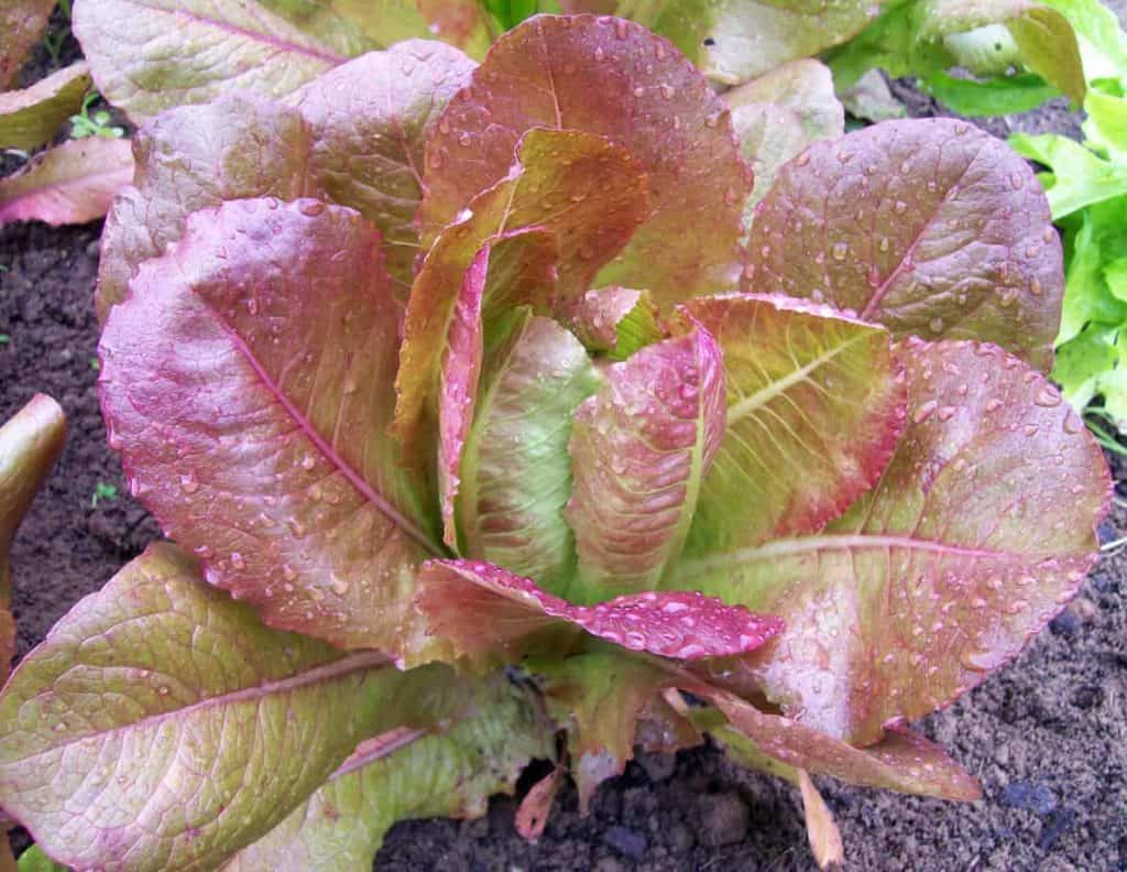 9 Best Lettuce Varieties for Hydroponics Bountiful Gardener