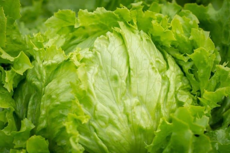 9 Best Lettuce Varieties for Hydroponics Bountiful Gardener