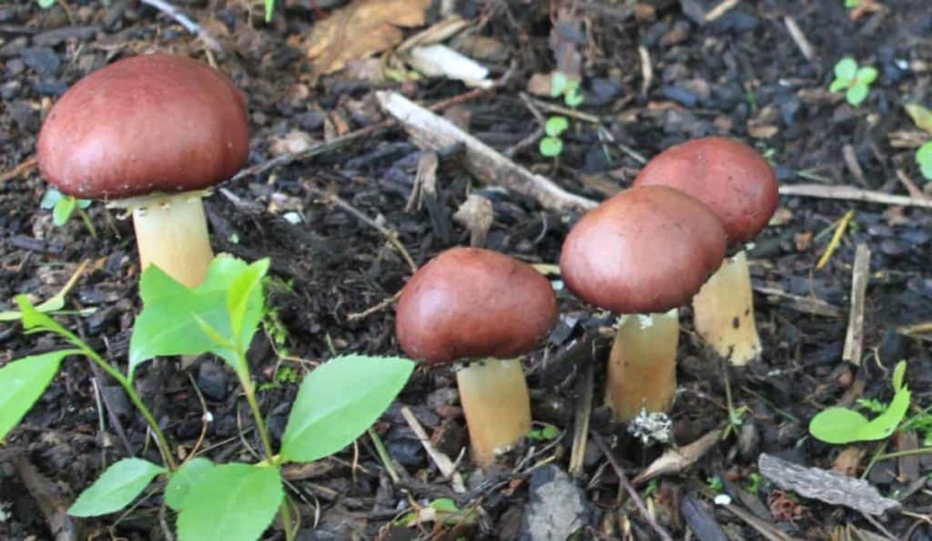 How to Grow Wine Cap Mushrooms in Your Garden (Simple Guide