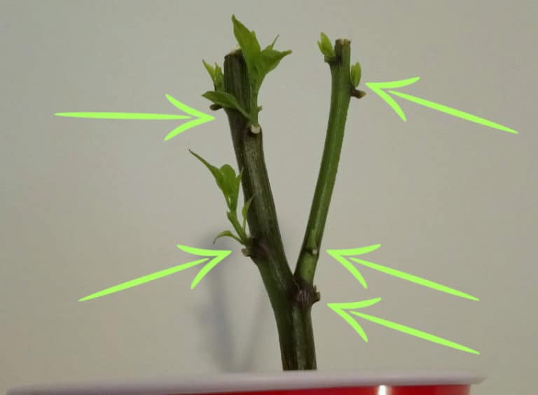 Do Chili Pepper Plants Grow Back When You Prune Them? Bountiful Gardener