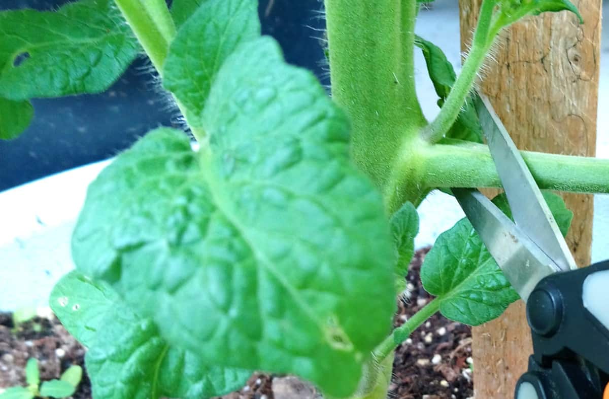 How to Prune Tomato Plants in Pots (Garden Tips) Bountiful Gardener