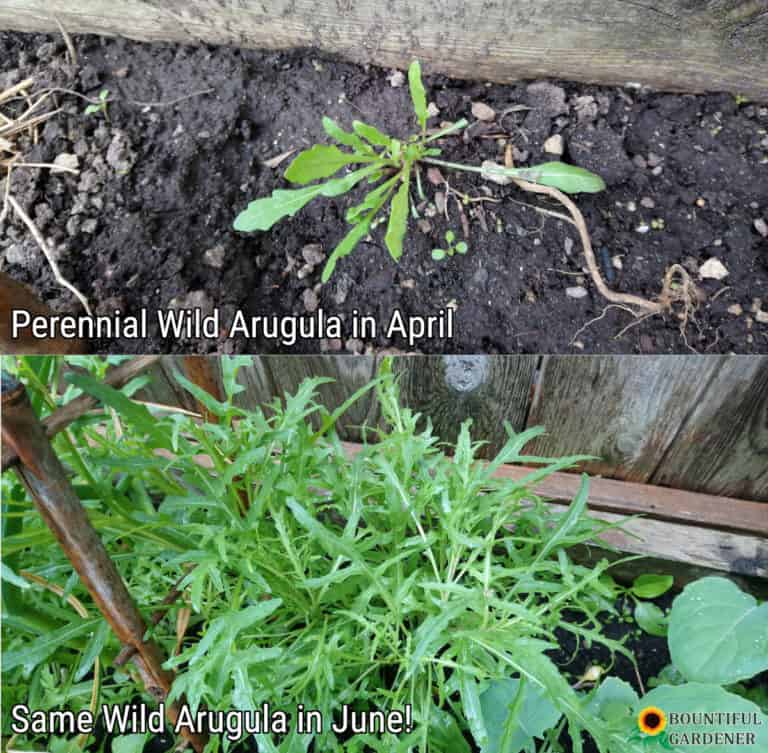 Does Arugula Come Back Every Year? (Read Before You Buy Seeds