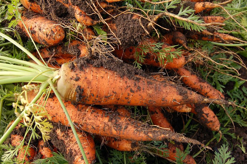Do Carrots Need Sandy Soil? Carrot Soil Types Bountiful Gardener