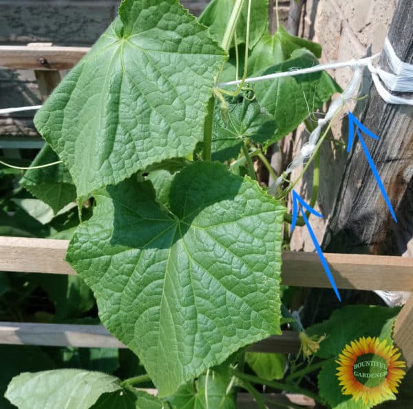Do Cucumber Plants Climb? How to Train Your Cucumbers Bountiful Gardener