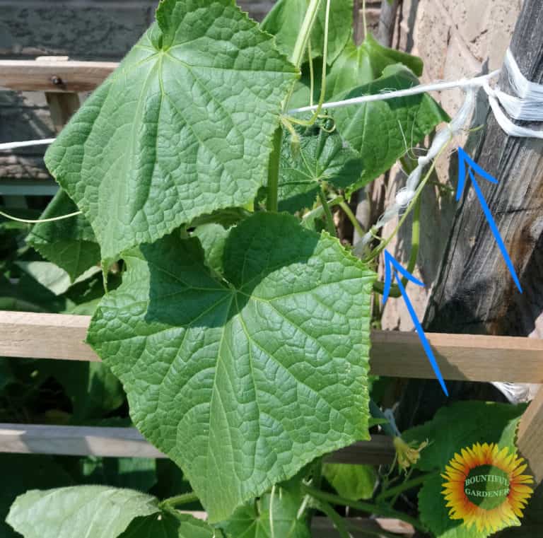 Do Cucumber Plants Climb? How to Train Your Cucumbers Bountiful Gardener