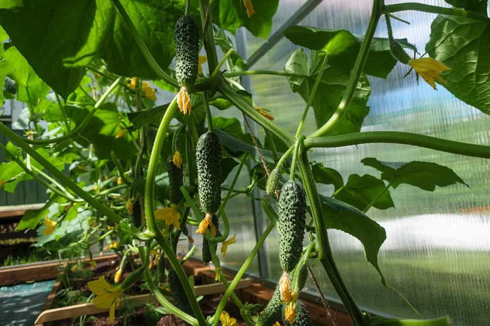 Making Cucumbers Climb at Jessica Vergara blog