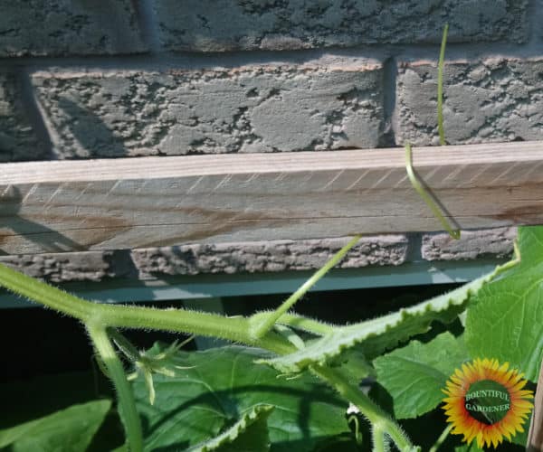 Do Cucumber Plants Climb? How to Train Your Cucumbers Bountiful Gardener
