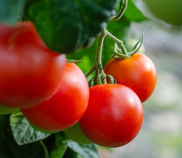 9 Best Tomato Varieties to Grow in Hot, Dry Climates