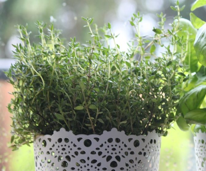 Overwintering Thyme Indoors (How To & Tips) Bountiful Gardener