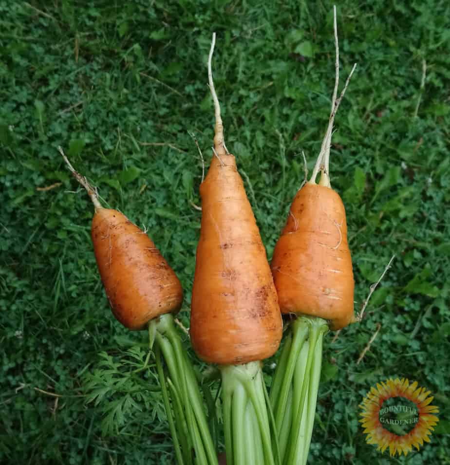 Do Carrots Need Sandy Soil? Carrot Soil Types Bountiful Gardener