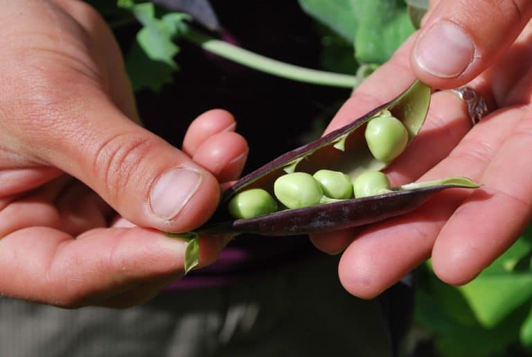 7 Best Sugar Snap Pea Varieties (+ Where to Get Seeds) Bountiful Gardener