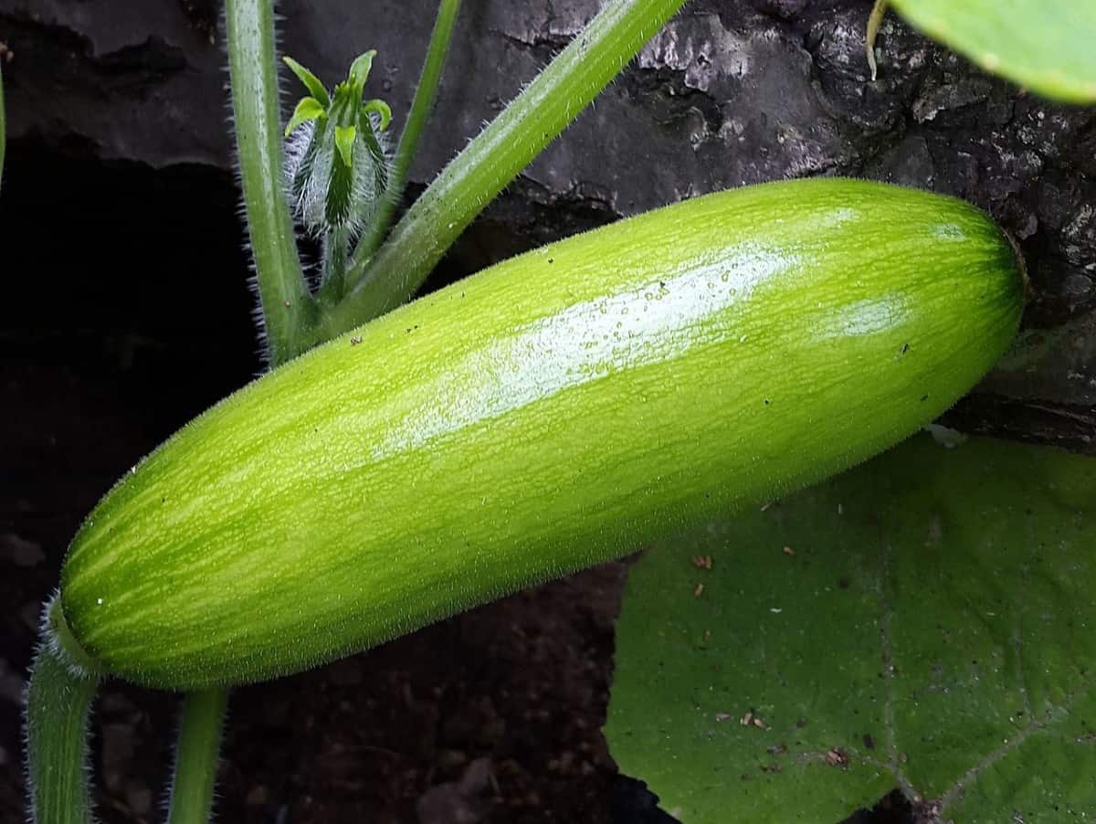 Cucurbit (Cucumbers, Melons, Squash) Cross Pollination Q&A