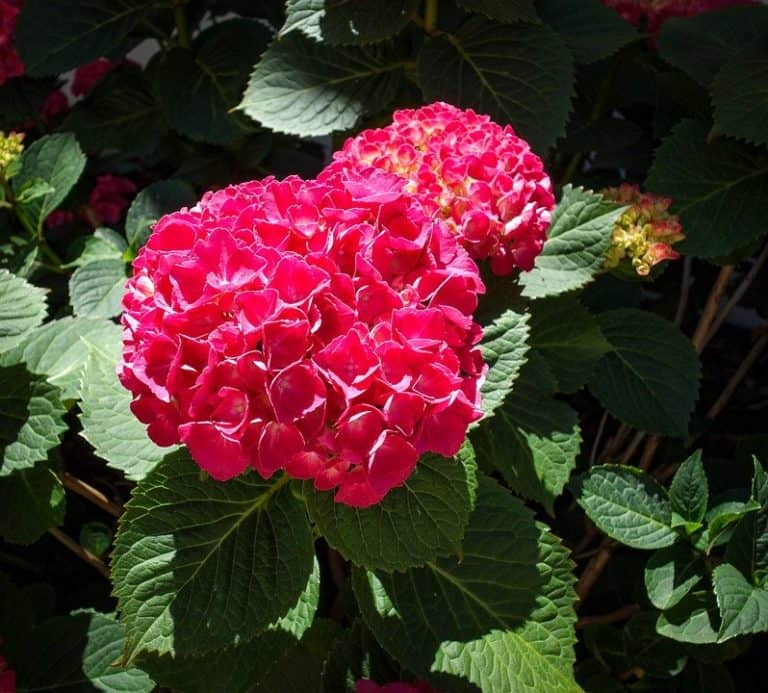 7+ Best Hydrangea for Cut Flowers (& Where to Get Plants) Bountiful