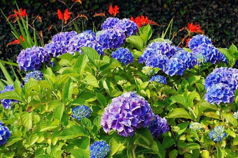 7+ Best Hydrangea for Cut Flowers (& Where to Get Plants) – Bountiful