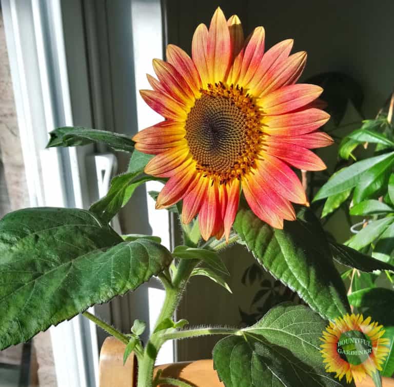 5 Reasons Why Your Sunflowers Are Short Bountiful Gardener