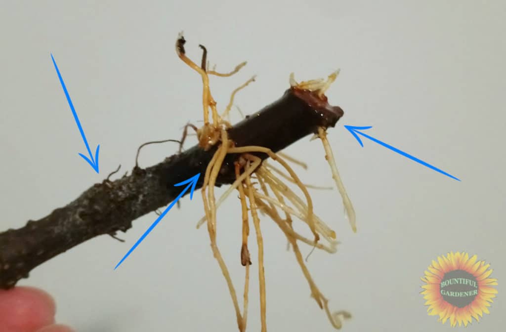 How to Propagate Fig Trees in Water (Easy Tips) Bountiful Gardener