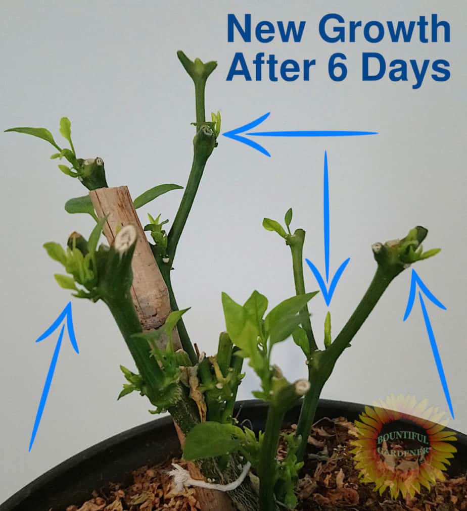 How to Prune Pepper Plants Before and After Winter (Guide) Bountiful Gardener