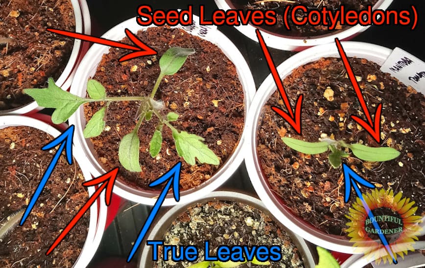 Fertilizing Tomato Seedlings (Common Questions)