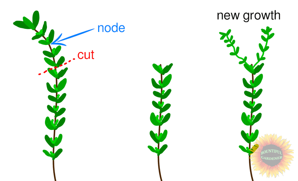 Aerogarden How to Prune Thyme and Mint for Lush Growth Bountiful