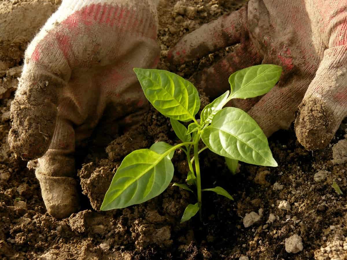 Can You Plant Peppers Deep Like Tomatoes? ( Planting Tips)