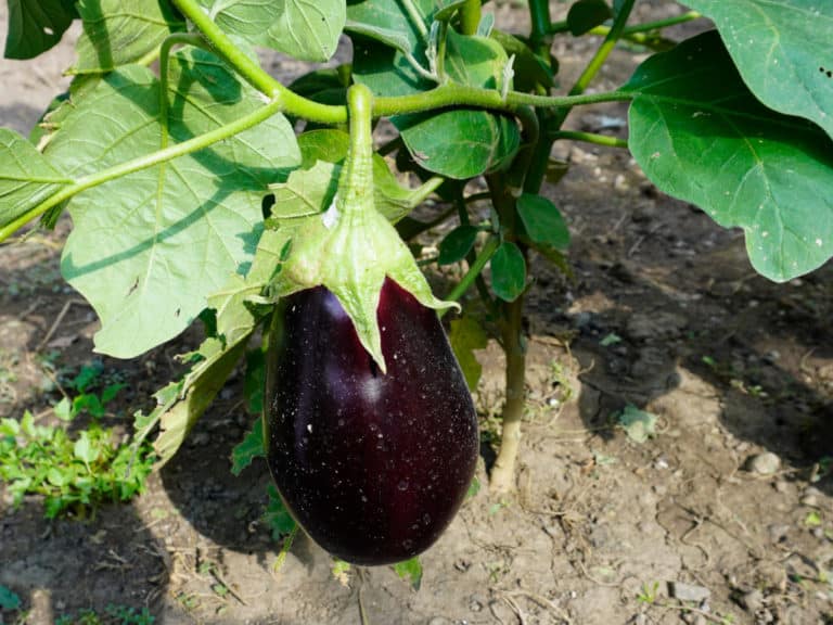 Black Beauty Eggplant (Overview and Growing Tips) Bountiful Gardener