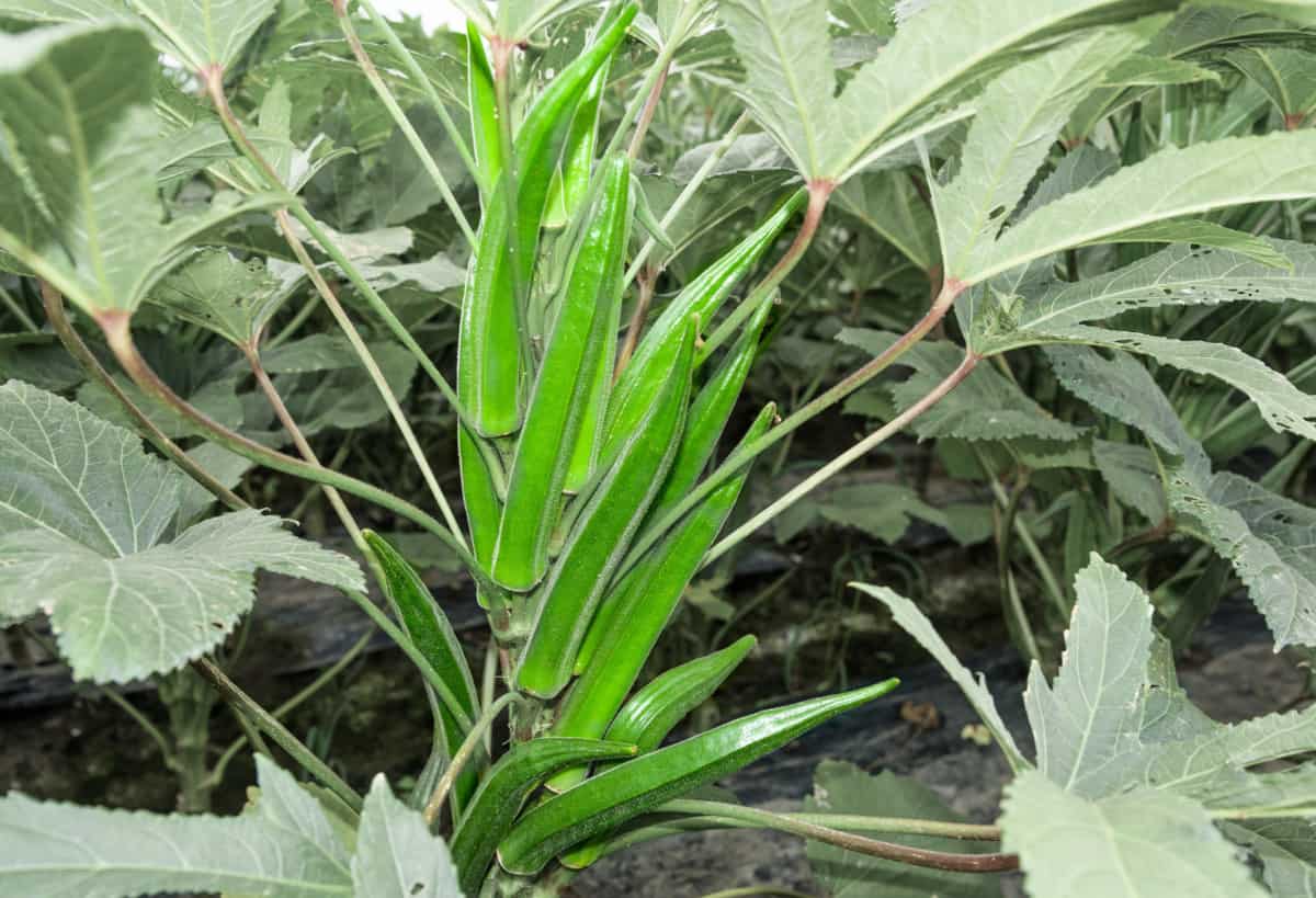 How to Make Okra Produce More? 