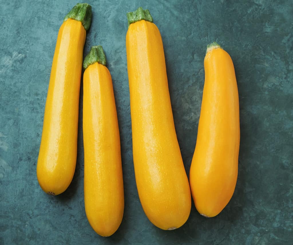 7 Best Heat Tolerant, Disease Resistant Zucchini Varieties Bountiful