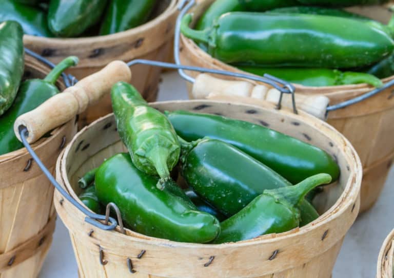 7 Biggest Jalapeno Varieties to Grow (& How to Get Seeds) – Bountiful