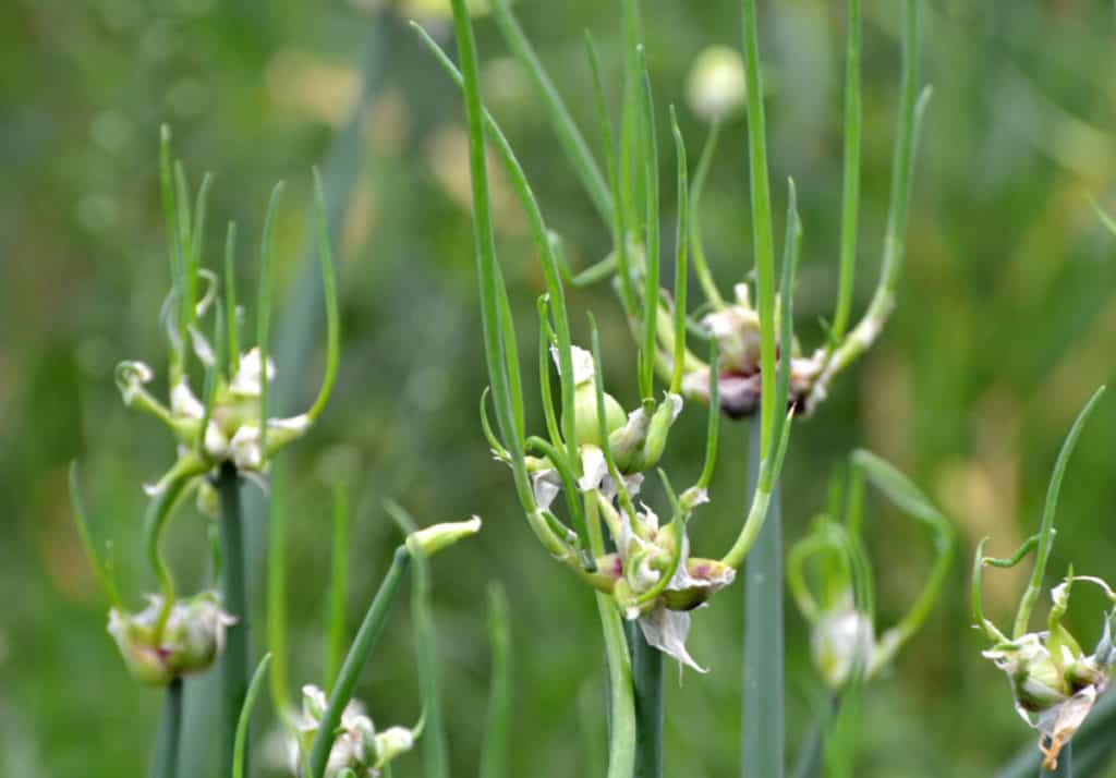 Growing Egyptian Walking Onions in Containers (Tips) Bountiful Gardener